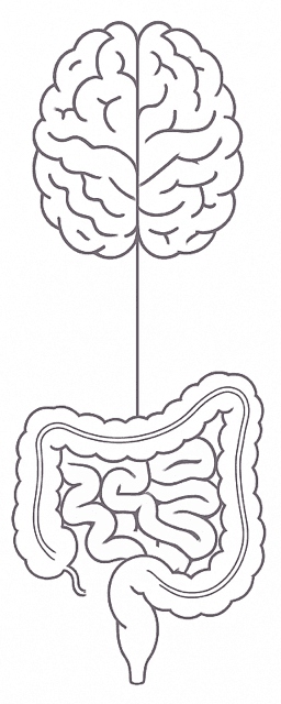 Ilustración del eje intestino–cerebro: un cerebro conectado por una línea con el intestino
